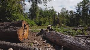 Professional Tree Care in Kerman, CA