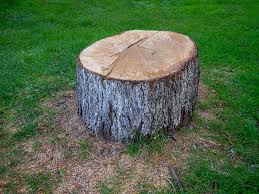 Best Tree Trimming and Pruning  in Kerman, CA