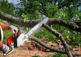 Best Fruit Tree Pruning  in Kerman, CA