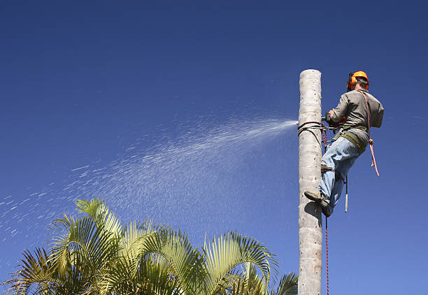 How Our Tree Care Process Works  in  Kerman, CA